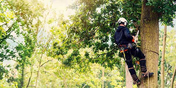 Baumpflege, Wedekind Christoph, Baumfällung, Problembaumfällung, Baumpflanzung, Heckenschnitt, Hecke schneiden, Heckenpflege, Gartengestaltung, Magdeburg, Altmark, Osterburg, Barleben, Sachsen Anhalt,